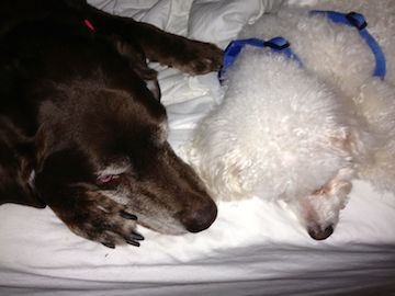 A large brown lab and a little white dog sleep with their heads together